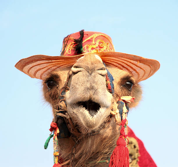 Royalty Free Funny Camel Pictures Images and Stock Photos Royalty Free Funny Camel Pictures Images and Stock Photos