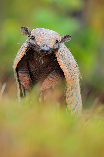 Funny portrait of Southern Naked-tailed Armadillo, Cabassous unicinctus, Pantanal, Brazil