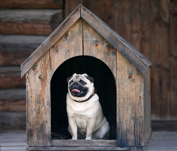 Funny pug dog in the dog house stock photo