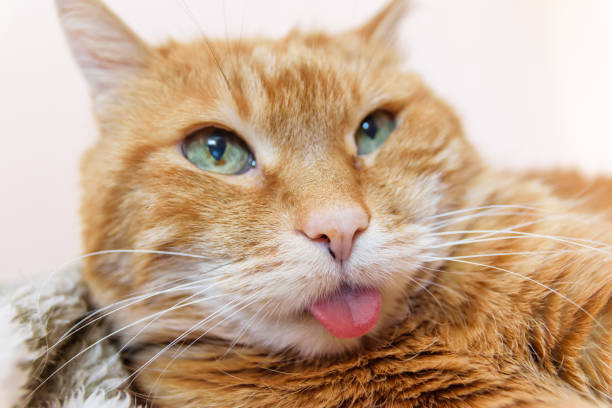 Funny red cat showing its tongue. stock photo
