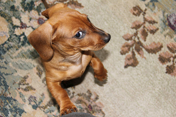 Funny red-haired dachshund puppy stock photo