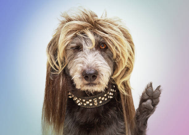 Funny Rocker Dog Paw in Peace Sign Funny dog dressed as a punk rock star wearing a mullet wig and raising paw with fingers in a peace sign mullet haircut stock pictures, royalty-free photos & images