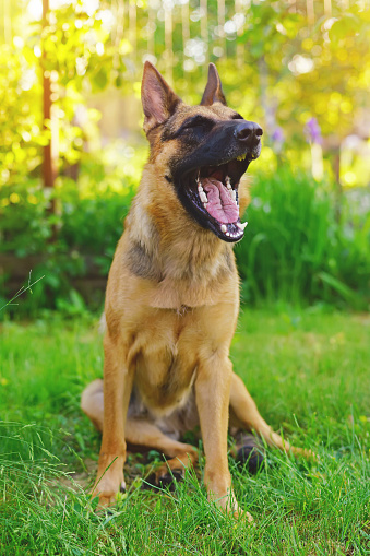 Funny Shorthaired German Shepherd Dog Sitting On A Green Grass And