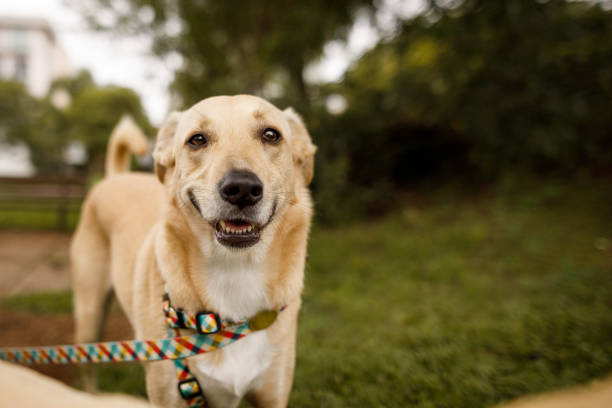 Funny smiling dog at the park stock photo
