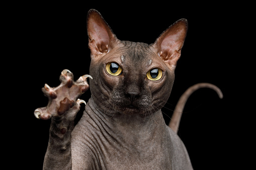 Funny Sphynx Cat On Isolated Black Background Stock Photo ...