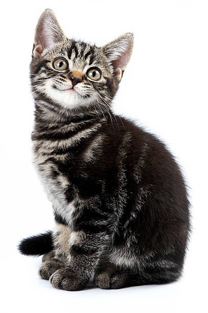 Funny striped kitten sitting and smiling (isolated on white) Funny striped kitten sitting and smiling (isolated on white) tabby cat stock pictures, royalty-free photos & images