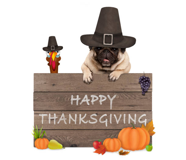 funny turkey and pug dog wearing pilgrim hat for Thanksgiving day and wooden sign with text happy thanksgiving stock photo