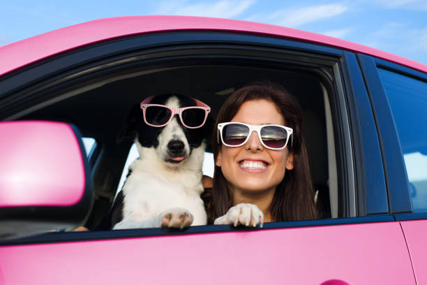 Funny woman with dog in pink car Woman and dog in pink car on summer road trip vacation. Funny dog with sunglasses traveling. Travel with pet concept. female animal stock pictures, royalty-free photos & images