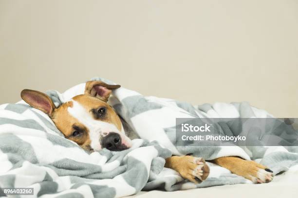 Funny young staffordshire terrier puppy lying covered in throw blanket and falling asleep.