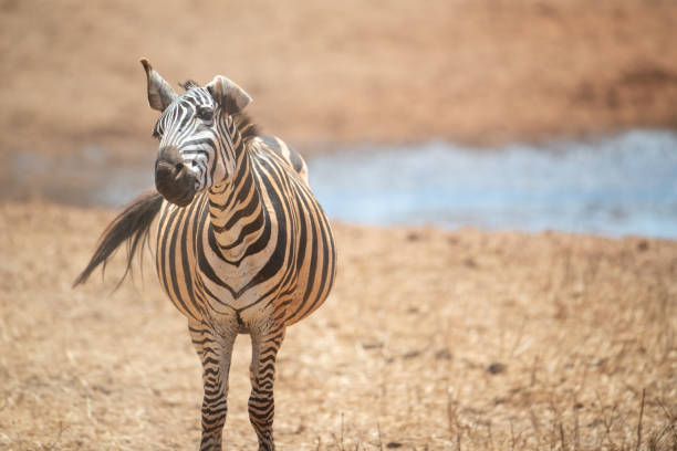 Funny zebra in Kenya in the savannah, Africa. stock photo