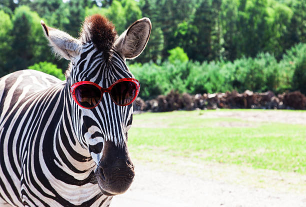 Funny zebra with sunglasses stock photo
