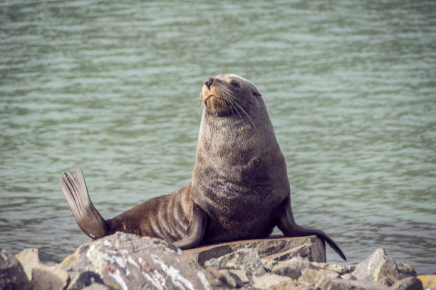 Fur seal stock photo