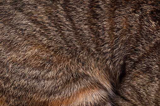 fur texture background with skin of domestic cat.
