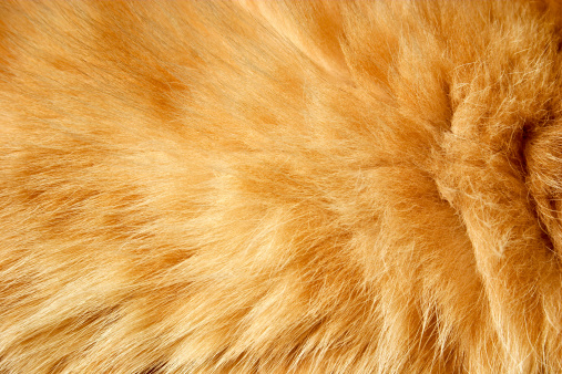 A cat's fur close-up