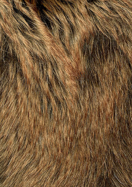 Fur Texture stock photo