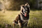 istock Furry dog smiling with tongue out 1287452200