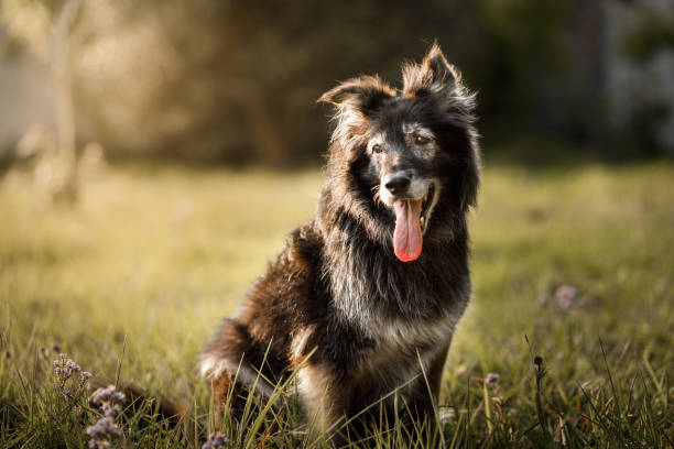 Furry dog smiling with tongue out stock photo