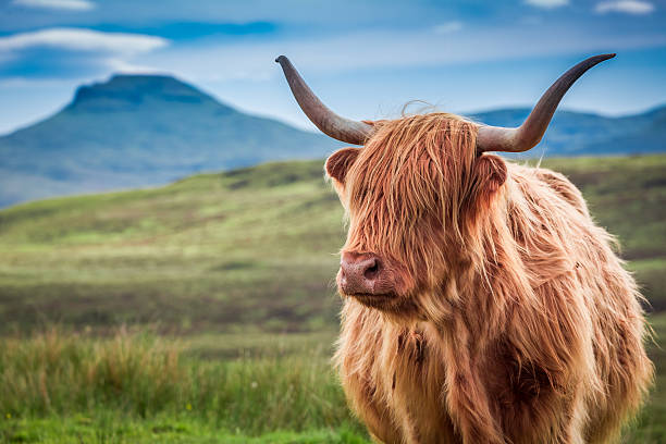 furry highland cow in isle of skye, scotland - isle of skye stockfoto's en -beelden