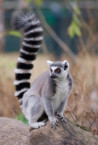 3 ring-tailed lemurs running in a row over a branch