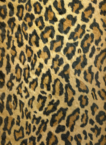 Furry leopard print stock photo
