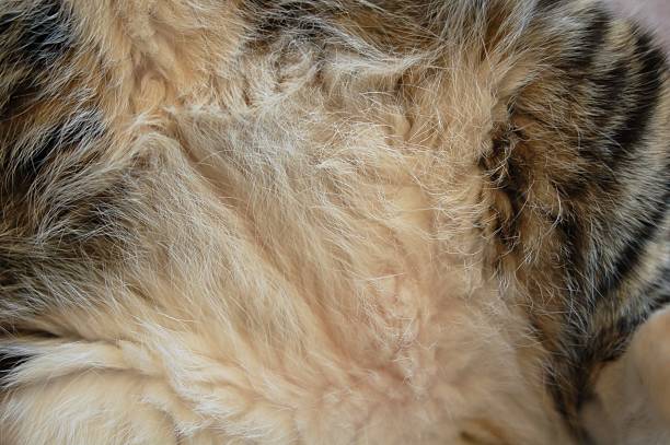 Furry Tummy stock photo