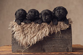 istock furry vintage wooden box filled with group of four little labrador retriever puppies 1339025148