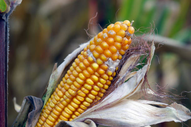 Fusarium ear rot symptoms on kernels. A serious disease of maize caused by a fungus Fusarium. F. verticillioides. Causes significant grain yield losses. stock photo