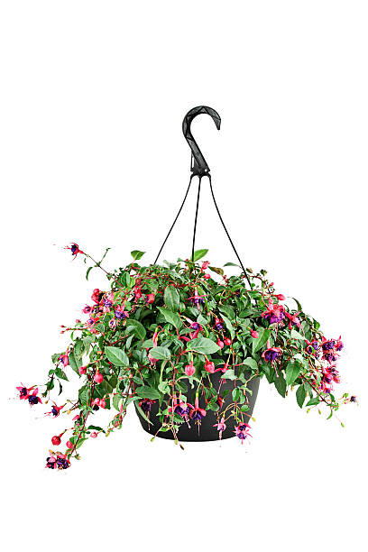 Fuschia in a Hanging Pot Hanging pot of a Fuchsia plant with clipping path. fuchsia flower stock pictures, royalty-free photos & images