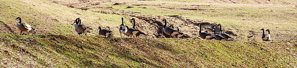 Gaggle of Geese stock photo