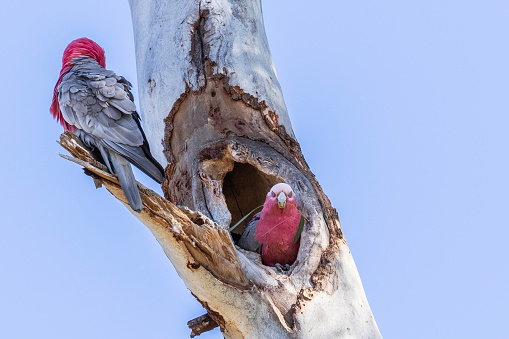 Galah at Callum Brae Nature Reserve, ACT, Australia on a summer morning in March 2020