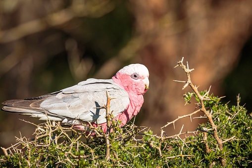 A pink and grey cockatoo looking out