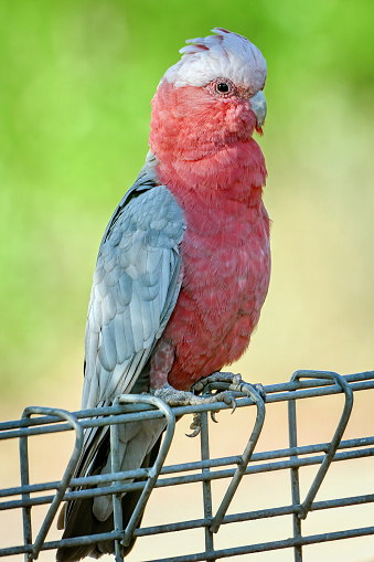 Australian galah perched on a wire fence