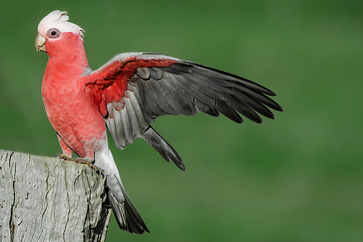 Australian galah perched on an old tree stump with wings spread out