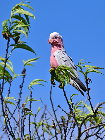 Galah pink and grey cockatoo sitting on a tree  during windy day in Western Australia outback.