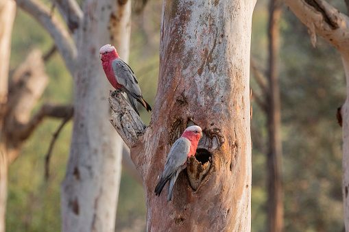 Galah couple preparing a hollow at Red Hill Nature Reserve, ACT, Australia on a spring morning in November 2019