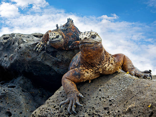 galapagos marine iguanas - galápagos stock-fotos und bilder