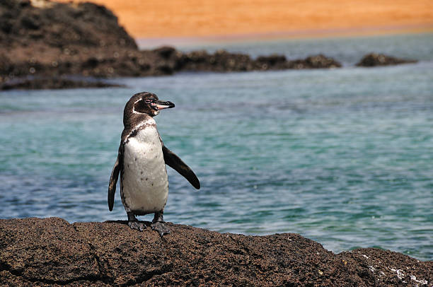 galapagos penguin - galápagos stock-fotos und bilder