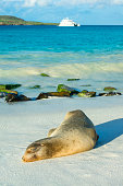 A Galapagos sea lion (Zalophus wollebaeki) is sunbathing in the last sunlight at the beach of Espanola island, Galapagos Islands in the Pacific Ocean. This species of sea lion is endemic at the Galapagos islands; In the background one of the typical tourist yachts is visible. Wildlife shot.