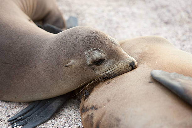 Galapagos Sea Lion baby stock photo