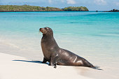 A Galapagos sea lion sitting on the sandy beach of Espanola Island, the Galapagos