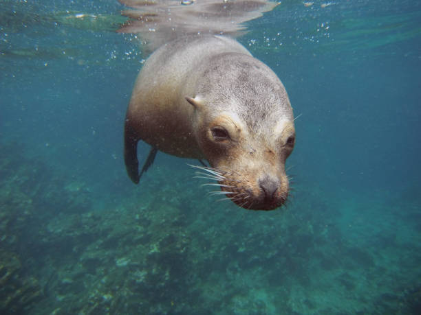 Galapagos Sea Lion stock photo