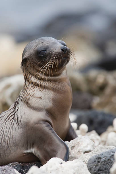 Galapagos Sea Lion  stock photo