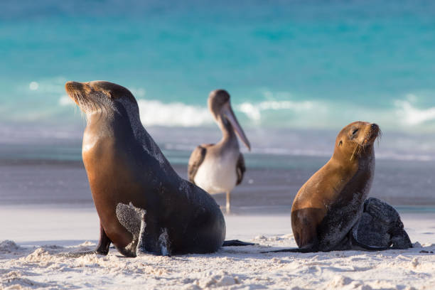 Galapagos sea lion stock photo