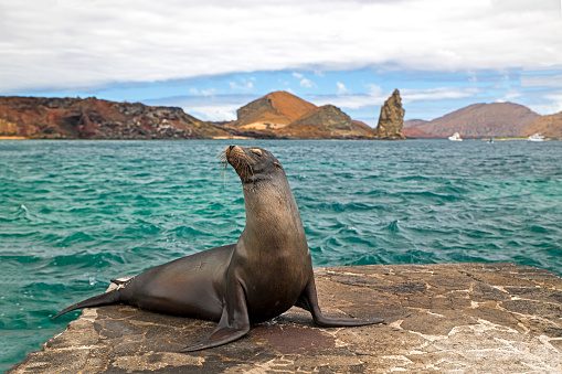 Large group of Australian fur seals or sea lions swimming through clear ocean