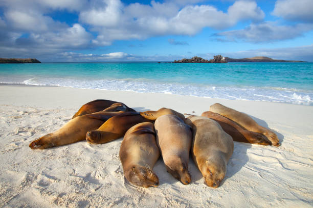 galapagos sea lions sonne selbst am strand - galápagos stock-fotos und bilder