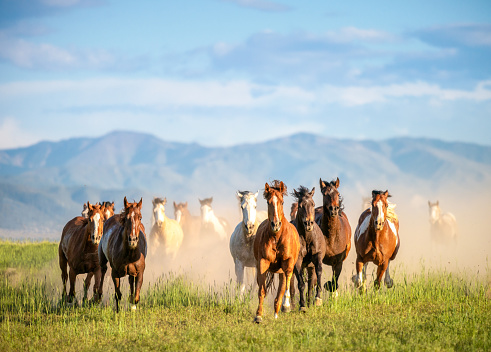 A large group of wild horses, galloping through uncultivated grassland in Utah, USA.