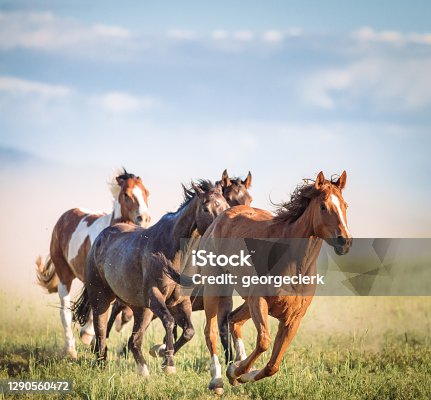 istock Galloping wild horses 1290560472
