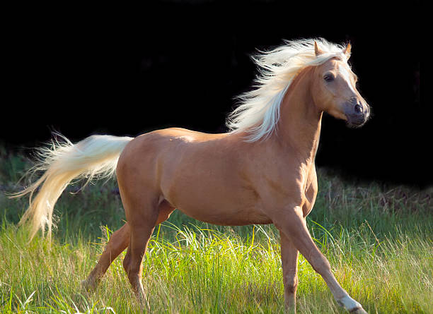 Palomino horse