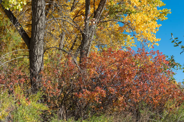 Gambel Oak and Cottonwoods in Autumn stock photo
