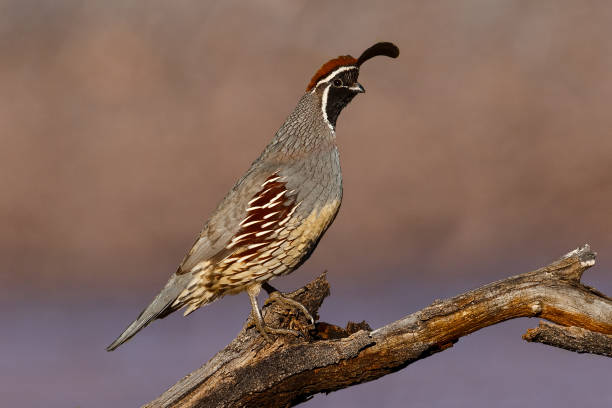 Gambel's Quail Perched on a Branch Gambel's Quail (Callipepla gambelii) is a small North American ground-dwelling bird that inhabits the desert regions of the American southwest and Mexican northwest. The Gambel's quail is named for William Gambel, a 19th-century explorer and naturalist in the southwest. They are easily recognized by their top knots and scaly looking plumage. Gambel's quail have bluish-gray plumage on much of their bodies. The males have chocolate colored feathers on the top of their heads, with black faces, and white stripes above the eye. Their diet is primarily made up of plant matter and seeds. The Gambel's quail is able to fly but generally does so only for short distances. They don’t migrate. They primarily move about by walking and can move very fast through the brush. They are a non-migratory species and are rarely seen in flight. Any flight is usually short and explosive, with many rapid wingbeats, followed by a slow glide to the ground. In the late summer, fall, and winter, adults as well as the young gather into large coveys. In the spring they pair off for mating. The nest is a shallow scrape concealed in vegetation. The female lays 10-12 eggs which she incubates for 21-23 days. The chicks follow the adults out of the nest within hours of hatching. This Gambel’s quail was photographed in Green Valley, Arizona, USA. jeff goulden sonoran desert stock pictures, royalty-free photos & images